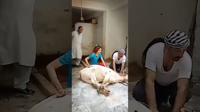 Shemale Qurbani 2020 смотреть онлайн