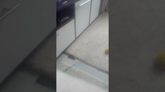 элиз смотреть онлайн
