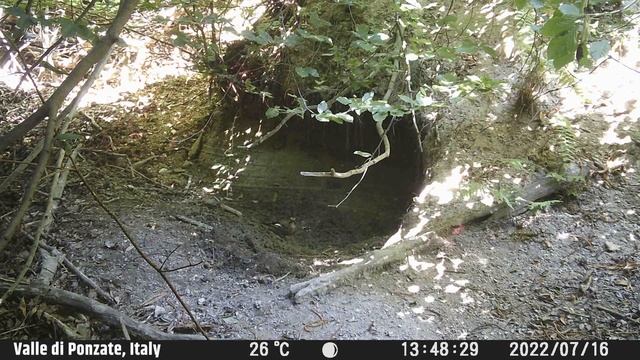 Eurasian Jay (Garrulus glandarius) at Waterhole - Alps Conifer and Mixed Forests смотреть онлайн