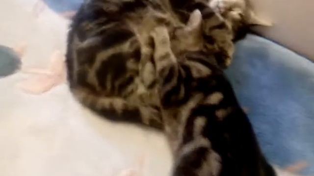 Кот вспомнил детство смотреть онлайн