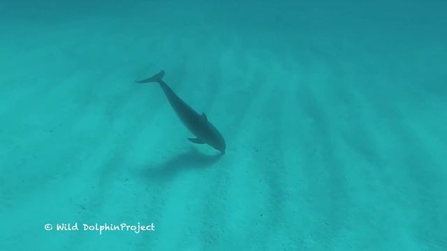 Spotted Dolphins Foraging (GOPRO) смотреть онлайн
