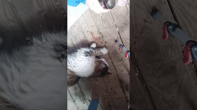 Кот эндер кушает кошачью мяту 3 часть смотреть онлайн