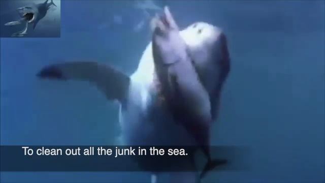 Shark (God's Cleaning Machine - Creation Connection) with Lyrics смотреть онлайн