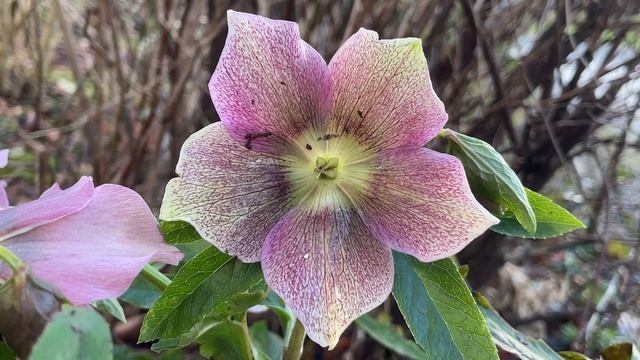 Helleborus 'orientalis' - flower - February 2024 смотреть онлайн