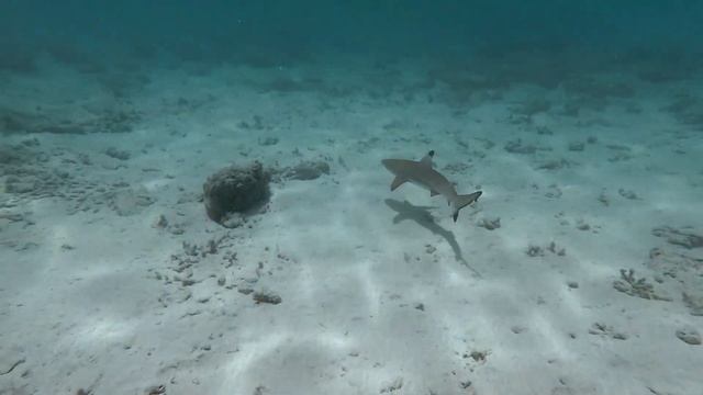 Different Species Of Sharks Swimming Underwater: Relaxing Music смотреть онлайн
