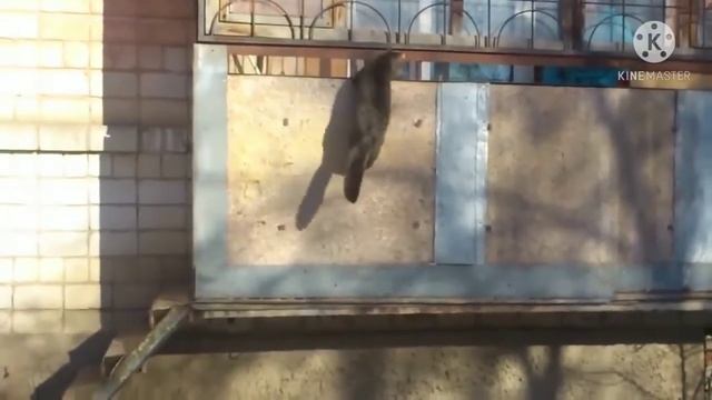 Я ржал целый час 🤣🤣🤣🤣🤣 смотреть онлайн