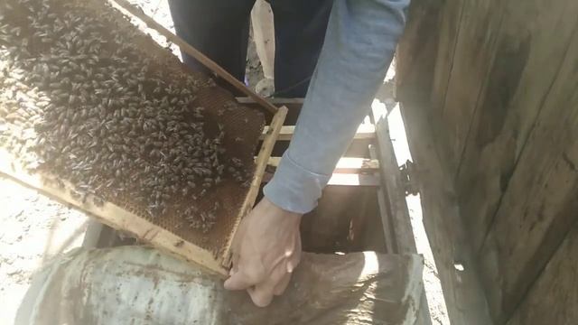 UY SHAROITIDA ASALARI BOQISH, BOʻLINGAN OILA GUMBAK TORTIBDI