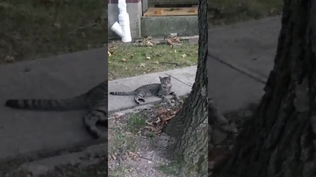 The Very Few Cats at Woodlands that AION management wants to kill смотреть онлайн