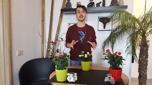 Cum sa ingrijesti trandafirii pitici in ghiveci смотреть онлайн