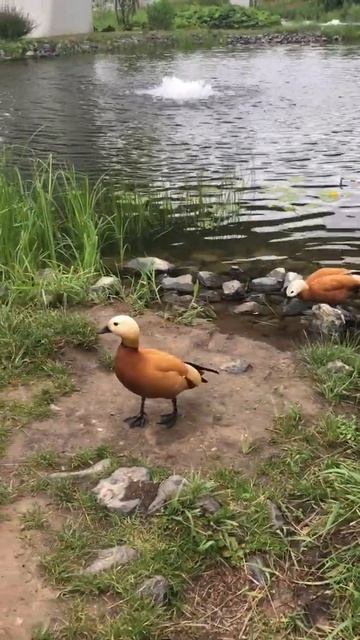 Уточка 🦆 разговаривает со мной на утином языке #shorts #утки #ducks #zaryadye #москва #зарядье смотреть онлайн