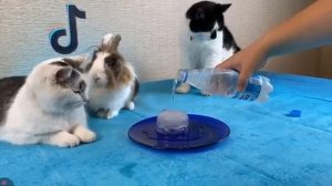 лайфхакм из тик тока на 23 февраля (а-нука давай-ка)