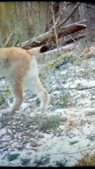 РЫСЬ - кошка с кисточками на ушах. Обитает в северных лесах. Прекрасно плавает и лазает по деревьям смотреть онлайн