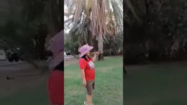 How to grow Papaya смотреть онлайн