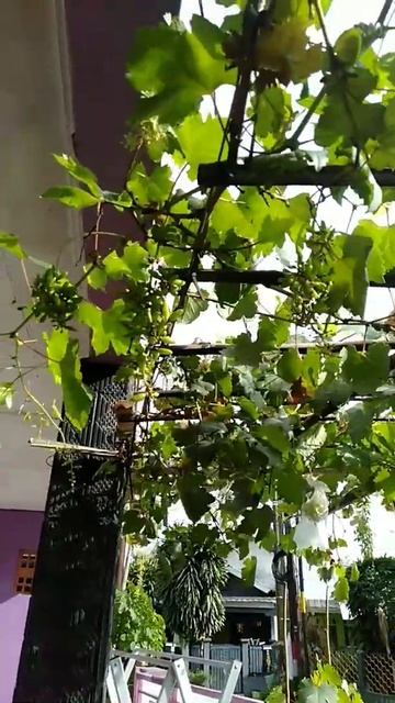 Anggur Angelica mulai berbuah смотреть онлайн