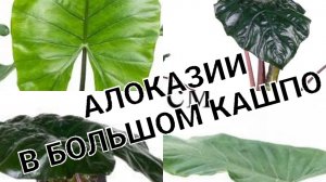 Алоказии несколько сортов в одном кашпо