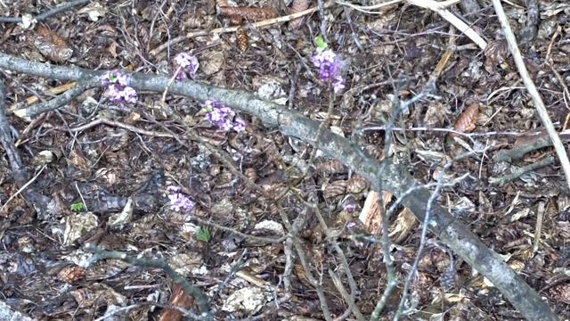 Daphne mezereum L. čes. lýkovec jedovatý (v přírodě) смотреть онлайн