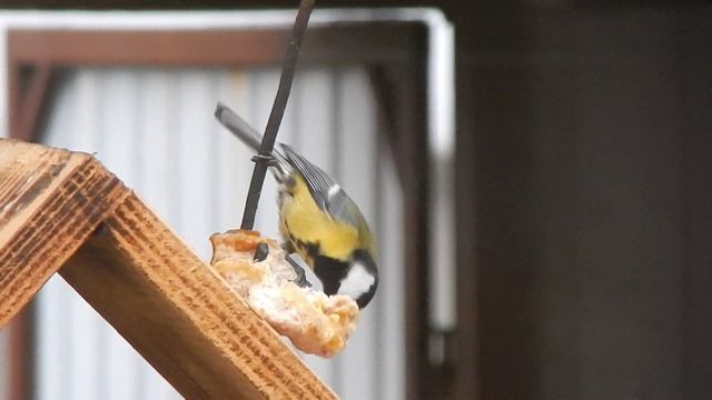 Синички 1 смотреть онлайн