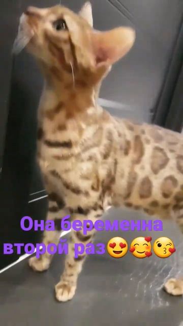 беременна смотреть онлайн