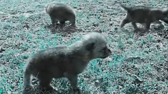 A világ legédesebb állata; farkas смотреть онлайн