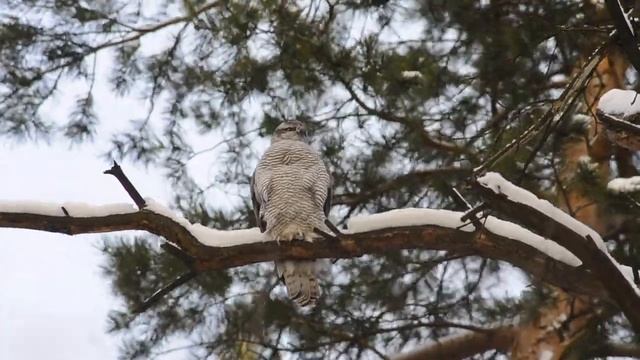 Тетеревятник - Northern goshawk - Accipiter gentilis смотреть онлайн