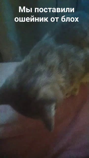мы поставили ошейник от блох ату она сильно чешиться смотреть онлайн