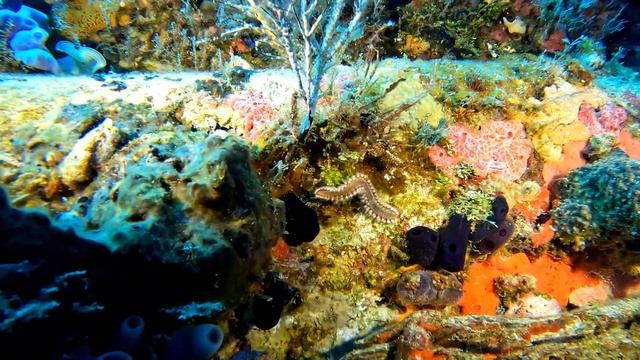 Bearded Fireworm on the side of the WIT Con Wreck смотреть онлайн
