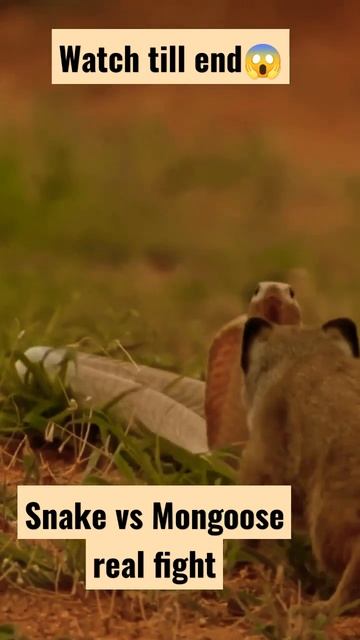 snake vs mongoose fight😱#viral #trending #trendingshorts #snake#shorts смотреть онлайн