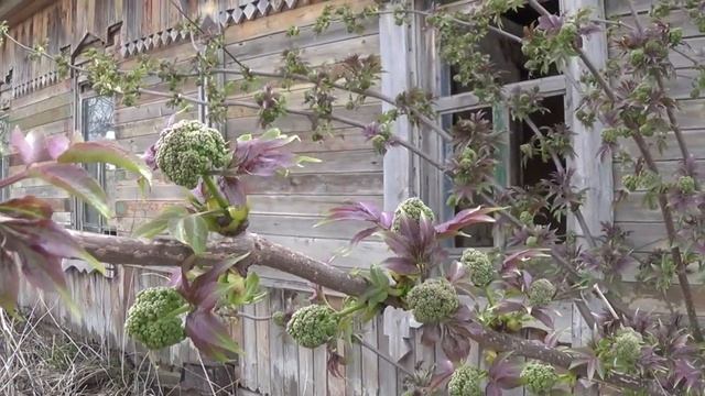 д Усово, Бондарский район смотреть онлайн