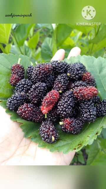mulberry fruits😋 смотреть онлайн
