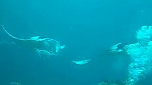 Dancing Manta ray at Manta point in Maldives смотреть онлайн