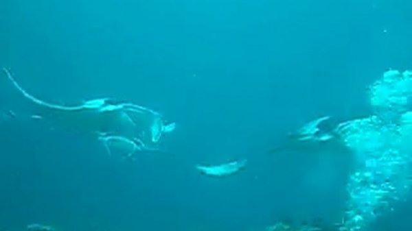 Dancing Manta ray at Manta point in Maldives