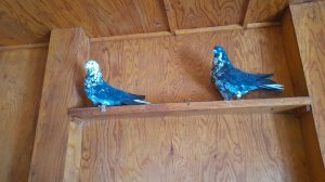 Николаевские голуби обзор голубов