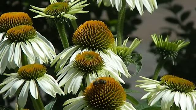Echinacea purpurea 'Alba' смотреть онлайн
