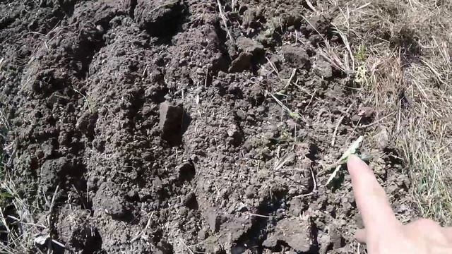 winter rye -- an affordable garden cover crop смотреть онлайн