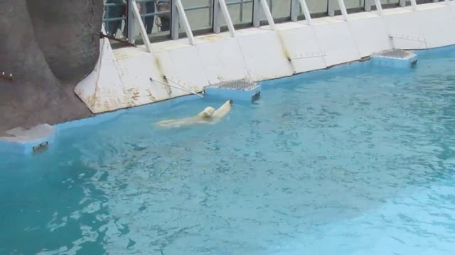 Белый медведь смотреть онлайн