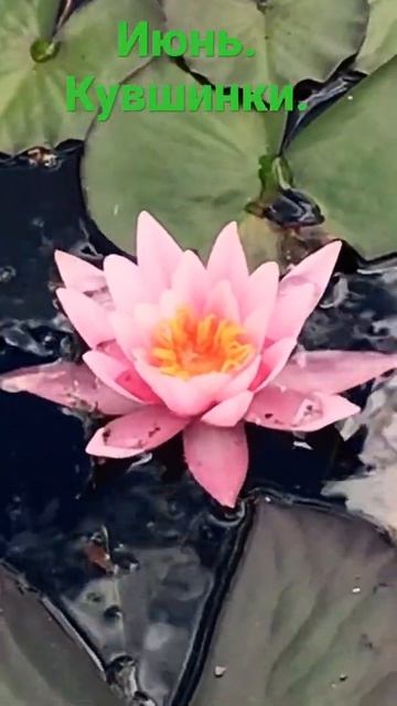 Кувшинки смотреть онлайн