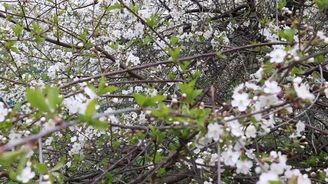 Весенне видео 4. Шмель.. смотреть онлайн