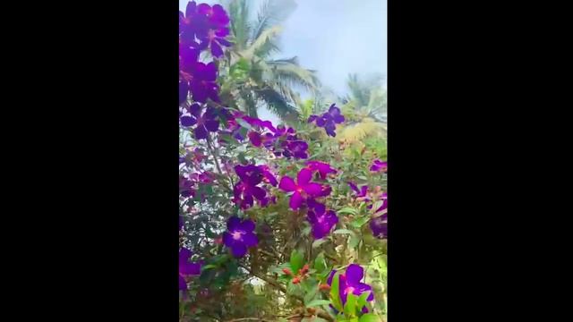 Beauty in garden/ Melastoma Plant Gardening #Shorts смотреть онлайн