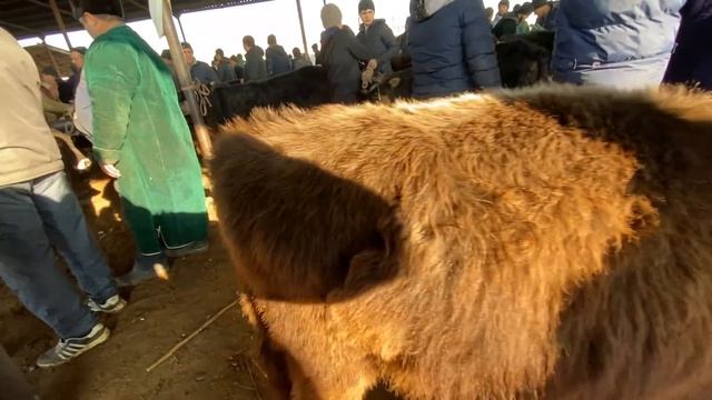 МОЛБОЗОРИ ПАХТАОБОД НАРХИ 1000 то 8000 СОМОНИ САВДО ЗУР МОЛИ АРЗОН ВА КИММАТ 9 Января 2022 смотреть онлайн