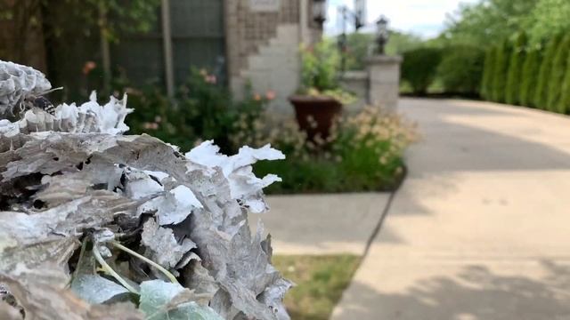 Bald Faced Hornet Nest SLO Mo | How To Eliminate Paper Wasp With Delta Dust | смотреть онлайн