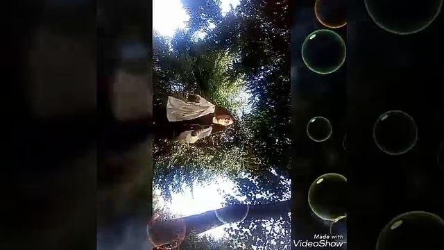 стиль собачки пародия смотреть онлайн
