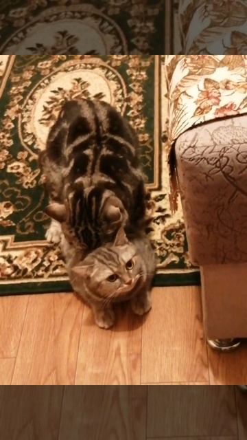 #коты #приколы #Вязка часть 2 смотреть онлайн