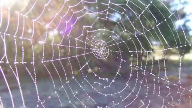 Cobwebs| Cl-VII English| English reader book| Poem Cobweb| English with Lina Mam смотреть онлайн