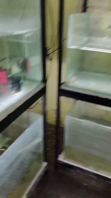 ( Aggressive turtle 🐢 ) #shorts #kachua #turtle #pets #tortoise смотреть онлайн