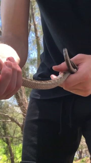 Handling Tropical Grand Cayman Racers! #snake #reptiles #wildlife смотреть онлайн