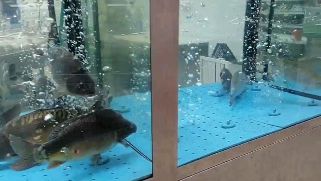 живая рыба в о'кее смотреть онлайн