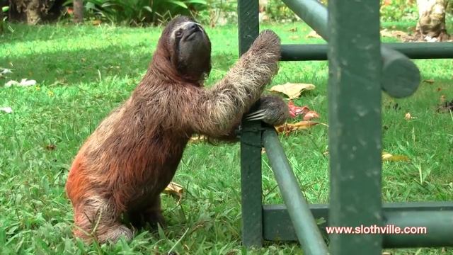 SLOTH MAGIC смотреть онлайн