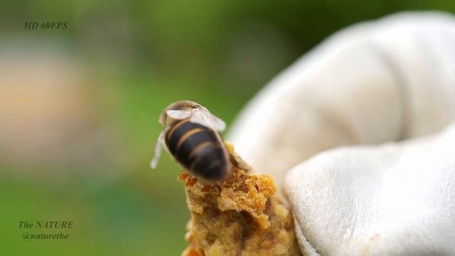 윙윙거리는 꿀벌, 영혼을 위한 잔잔하고 편안한 음악 #벌레잡이제비꽃 #벌써12시 #벌크업 #음악 #음악방송 #음악추천 #피아노 #피아노연주 #피아노커버 #영혼의양식 #영혼 смотреть онлайн