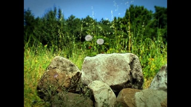 Serial Насекомые. Божья коровка. "Любовная истроия". Insekten. Marienkäfer. "Live Story" смотреть онлайн