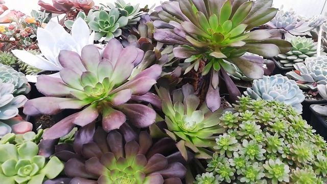 succulents (aeoniums) смотреть онлайн
